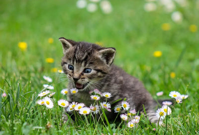 Is Open Farm a Good Cat Food Choice? - Talis Us