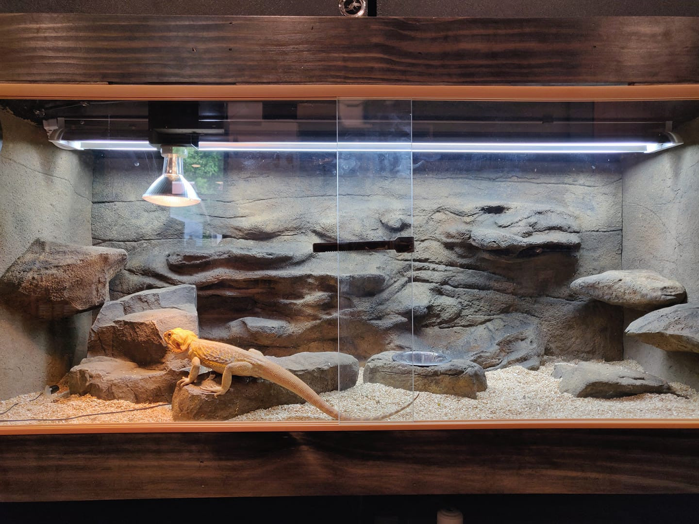 Choosing the Perfect Enclosure for Your Reptile