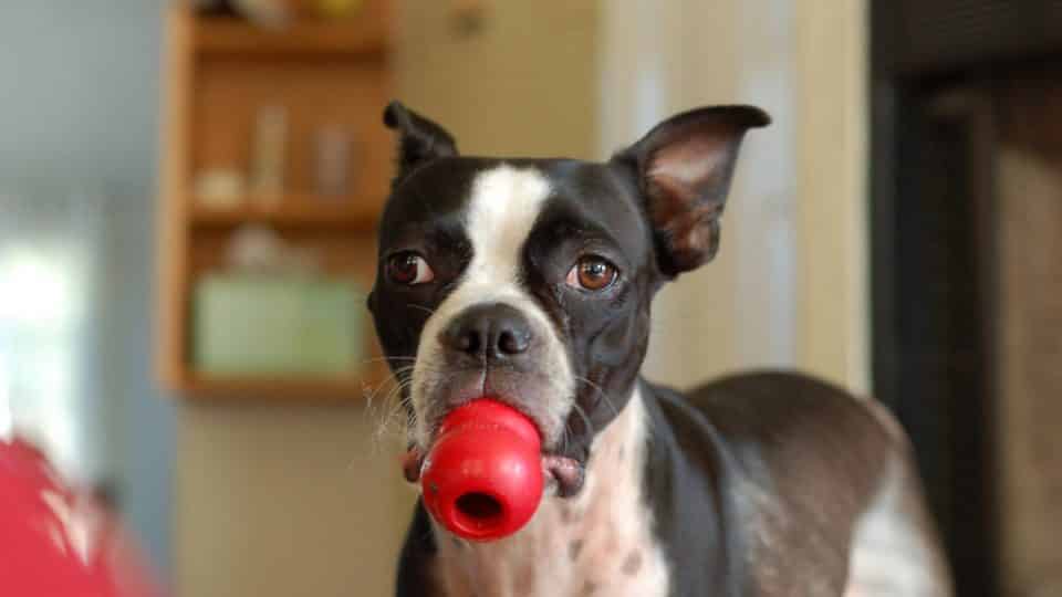 How Long Does a Kong Occupy a Dog?