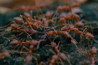 Learning About Ant Habitats: Exploring How Ants Build Homes - Talis Us