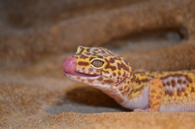 Do Leopard Geckos Need UVA or UVB Light?