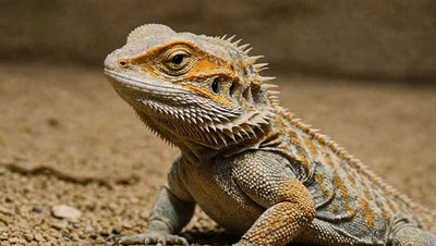 Light Colored Bearded Dragon - Talis Us