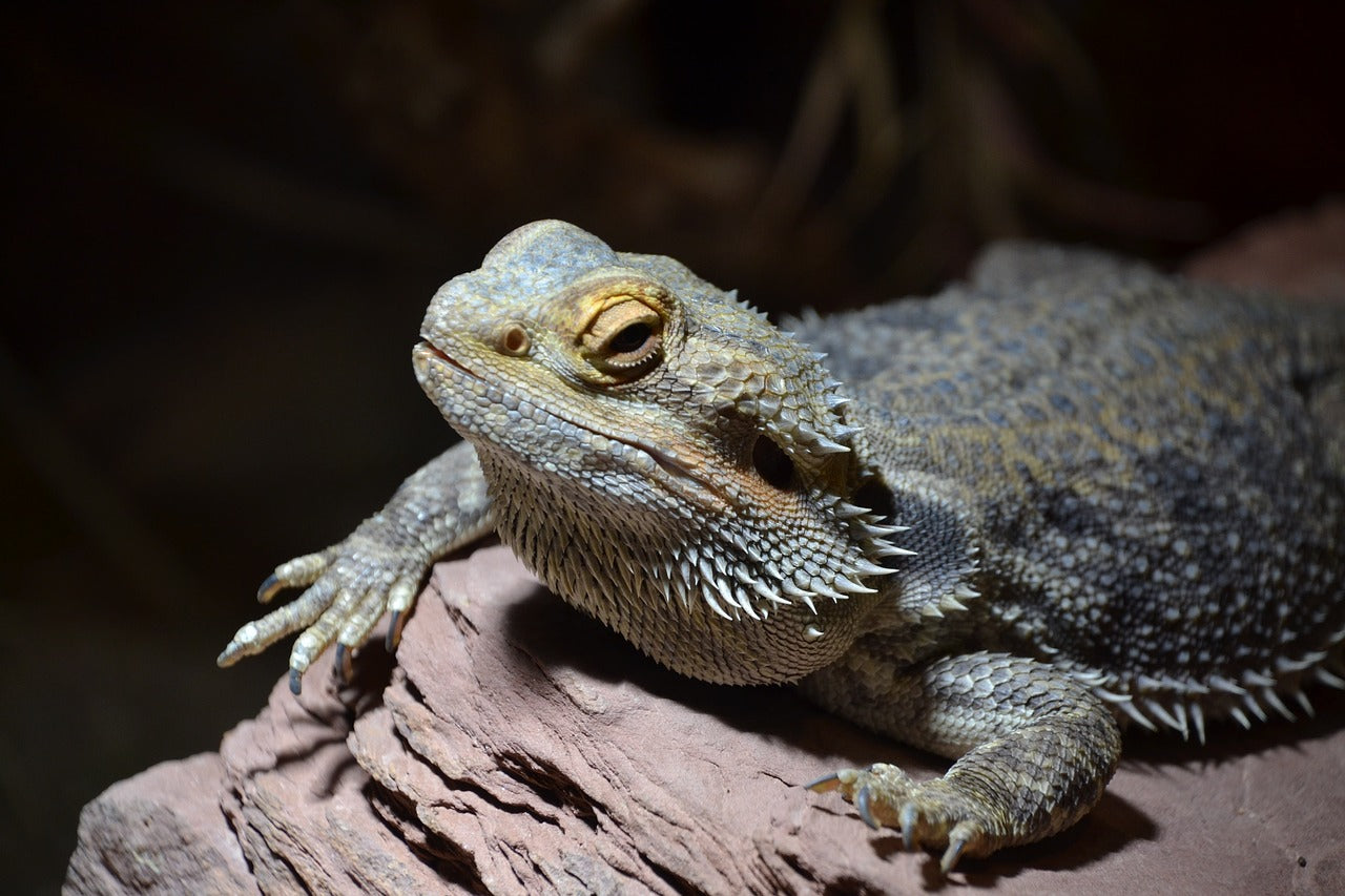 Are Ceramic Heat Emitters Safe for Bearded Dragons?
