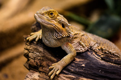 Everything You Need to Know About Reptile Enclosures