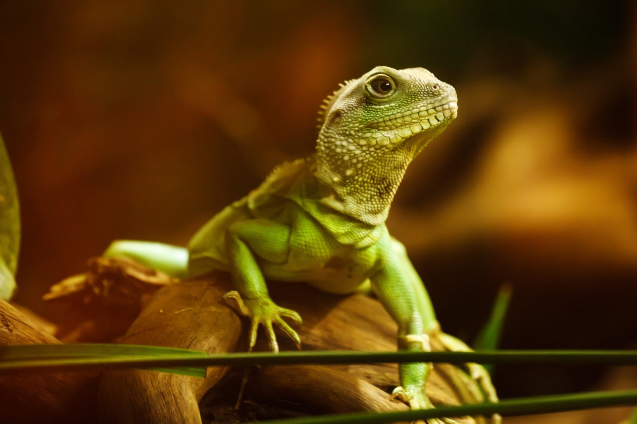 What Do Baby Lizards Eat? A Comprehensive Guide to Feeding Your Pet Lizard