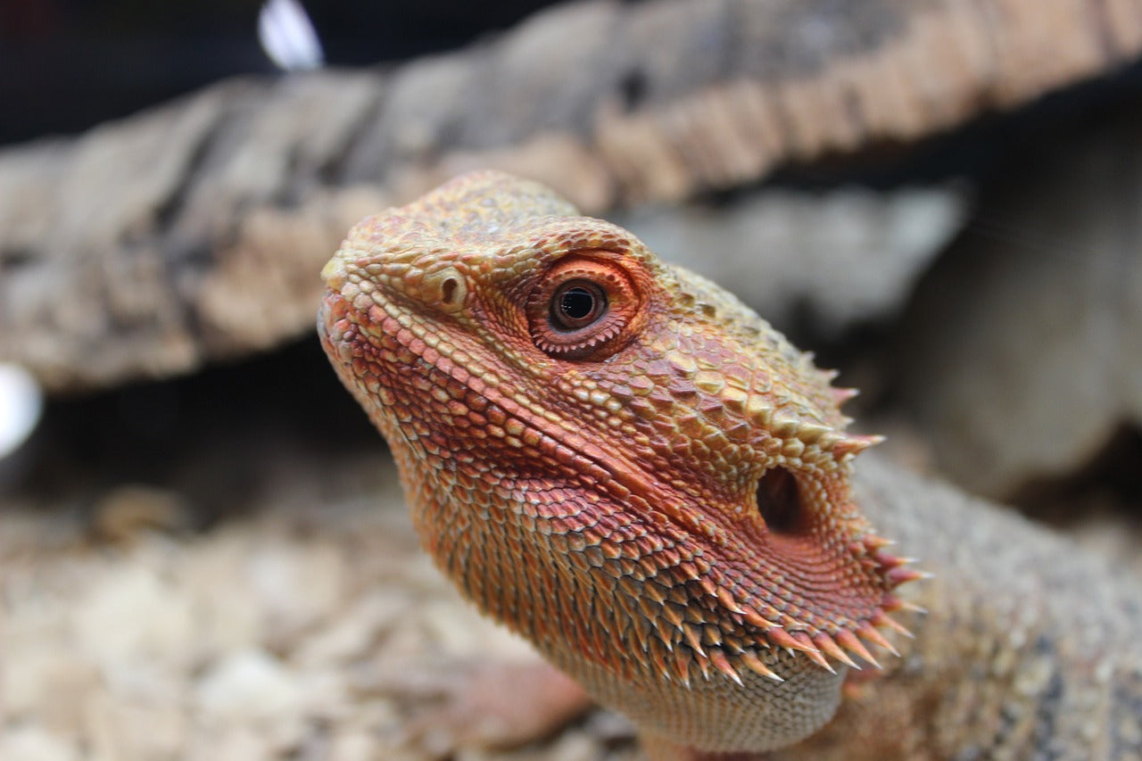 Bearded Dragon Decor: Tips and Ideas to Make Your Pet Feel at Home