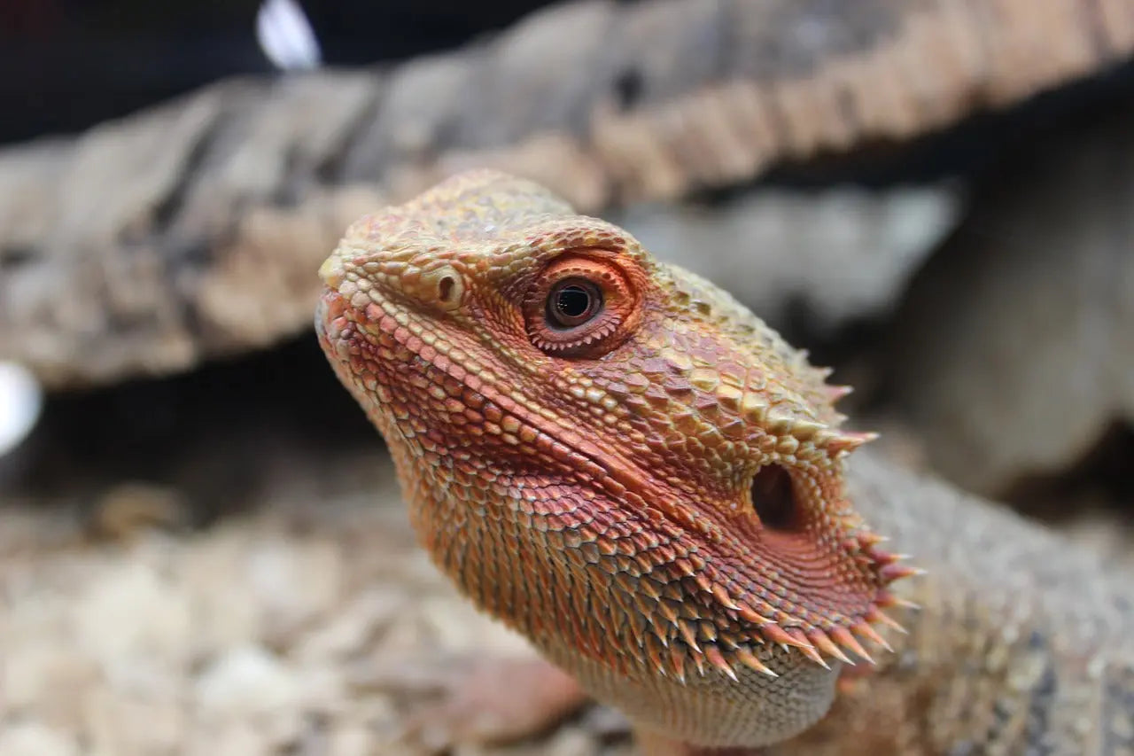 Bearded Dragon Decor: Tips and Ideas to Make Your Pet Feel at Home