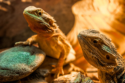 The Benefit of Using UVB Light and Reptile Heat Lamp for Your Reptile