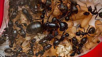 The Secret Life of Ants: Discovering How Long Ants Can Live in an Ant Farm