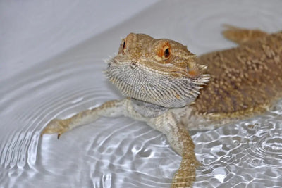 Maintaining Optimal Humidity for Bearded Dragons - Talis Us