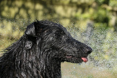 Maintaining Your Dog's Dental Health: The Ultimate Guide - Talis Us