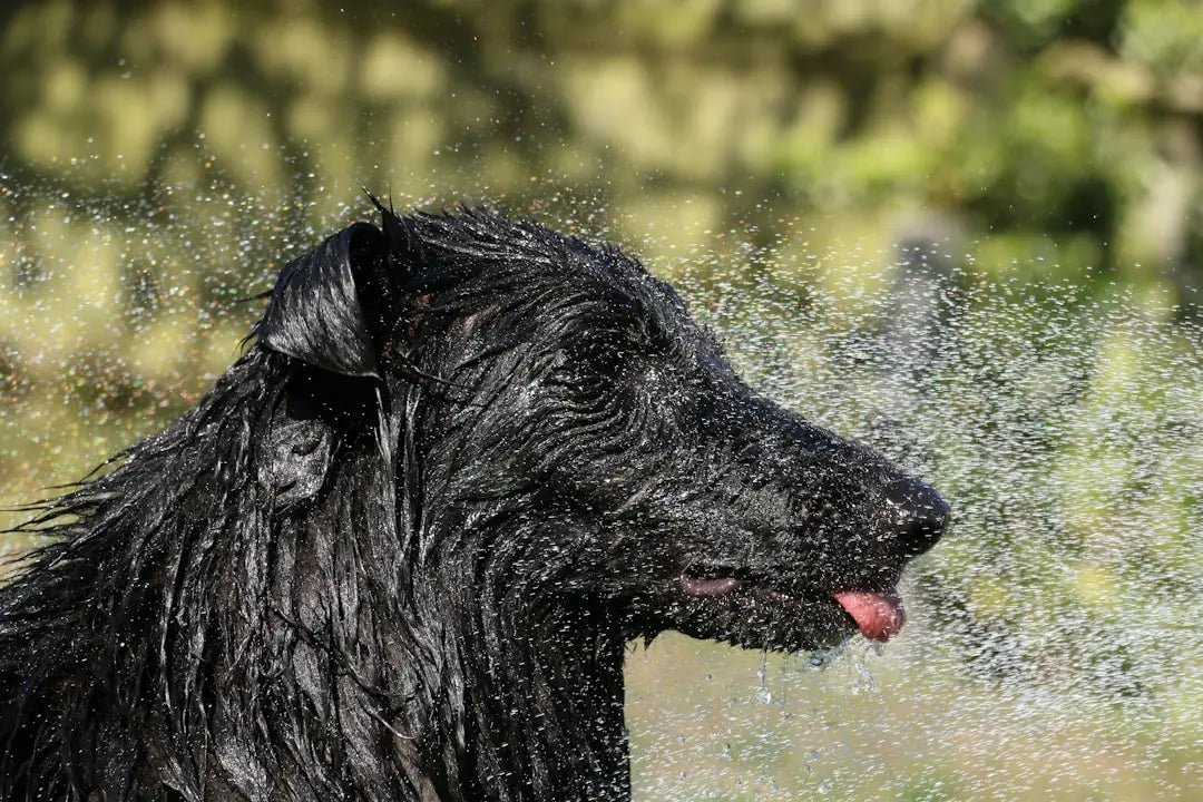 Maintaining Your Dog's Dental Health: The Ultimate Guide - Talis Us
