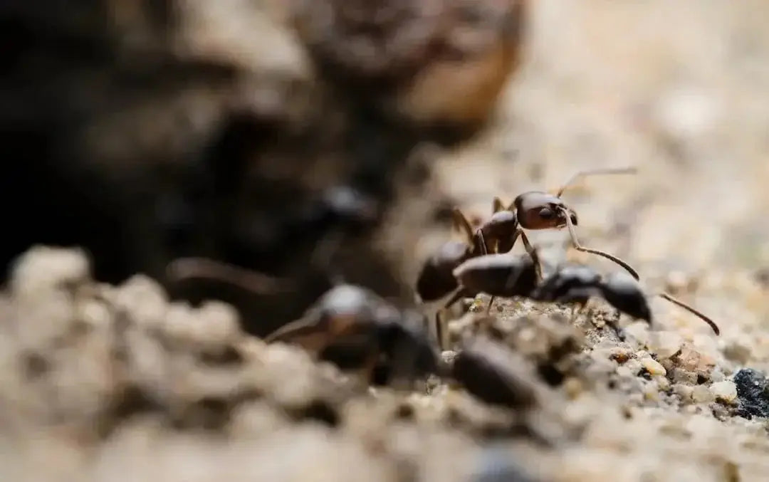 What Makes a Great Ant Habitat? Tips for a Healthy Colony - Talis Us