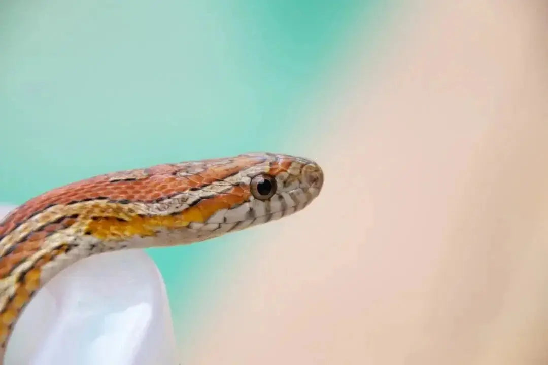 Master Corn Snake Handling Techniques for Safe Interactions – Talis Us - Corn Snake Safety Equipment For Handling And Caring