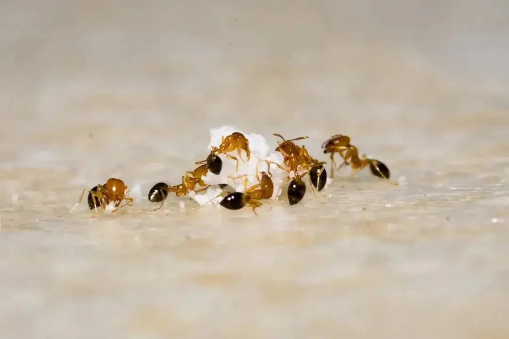 Mastering Ant Cube Maintenance: Key Tips to Follow - Talis Us