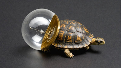 Mercury Vapour Bulb for Tortoise Care - Talis Us