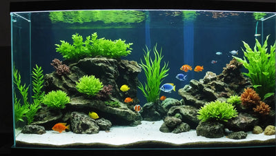 Must-Have Aquarium Accessories for a Beautiful and Healthy Fish Tank - Talis Us