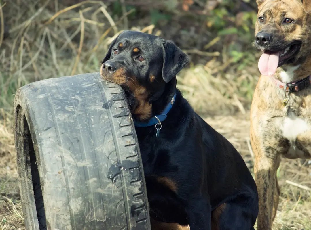 Must-Have Dog Toys That Will Keep Your Pup Entertained - Talis Us