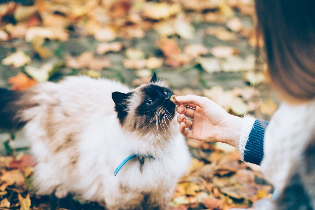 Natural Balance Wet Cat Food Benefits Explored - Talis Us