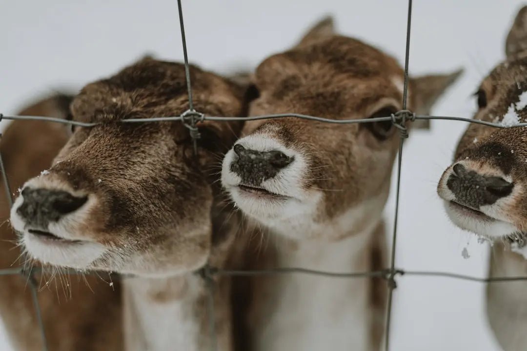 Navigating the Online Animal Marketplace Safely - Talis Us