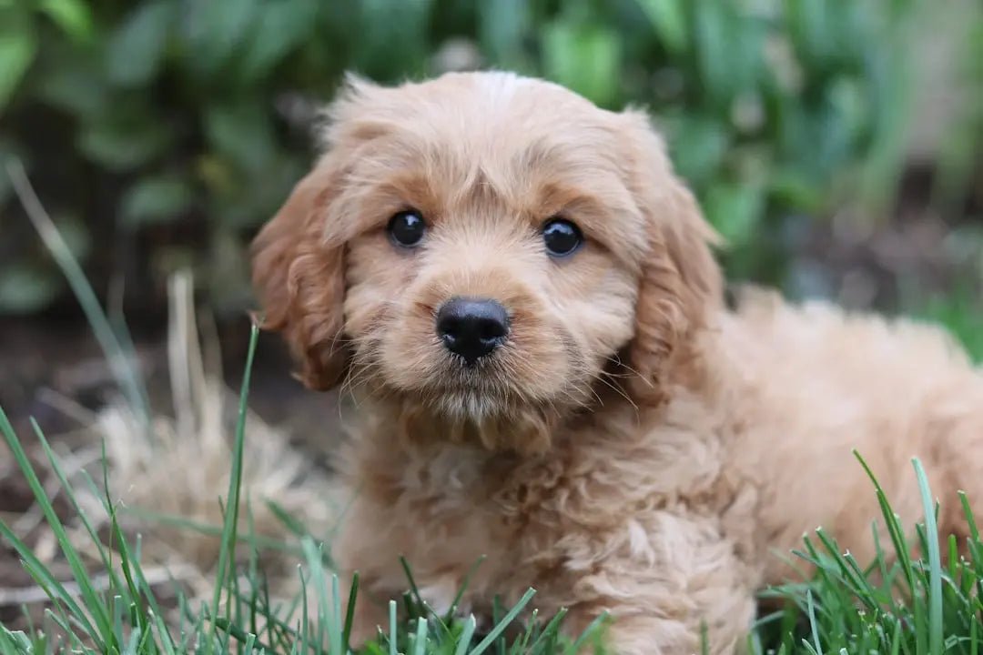 Nutritional Advantages of Wet Dog Food for Every Canine - Talis Us