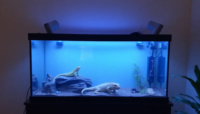 Reptile tank with heat lamps and UVB lighting setup
