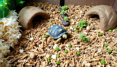 The Ultimate Guide to Tortoise Bedding: Keeping Your Shelled Friend Happy and Healthy