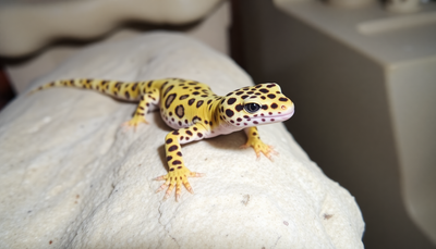 Your Guide to Leopard Gecko Humidity
