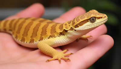 reptile care