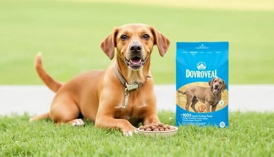 Top-rated dog food brands for sensitive stomachs