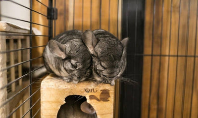 Do Chinchillas Need To Be In Pairs?