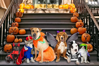 What Are The Top Halloween Costumes For Pets?