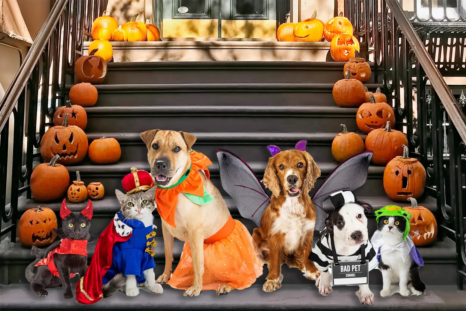 What Are The Top Halloween Costumes For Pets? Talis Us