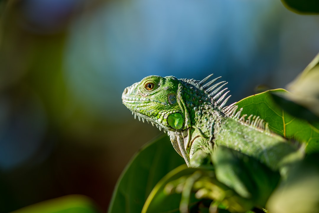 Types of Iguana Habitats: Where Do They Live?