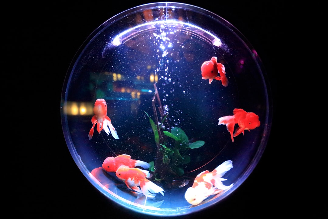 Unlocking the Benefits of Aquarium Lighting Automation
