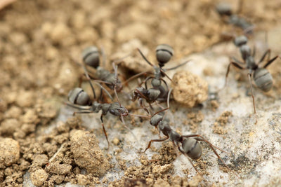 Essential Tips for Effective Ant Farm Maintenance