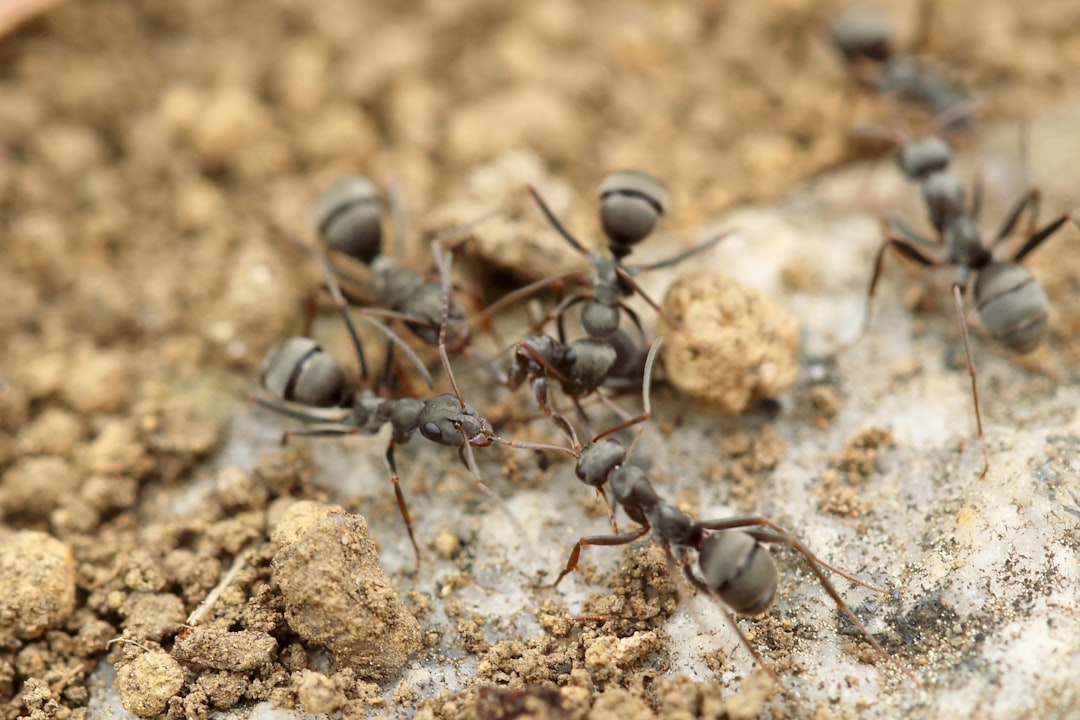 Essential Tips for Effective Ant Farm Maintenance