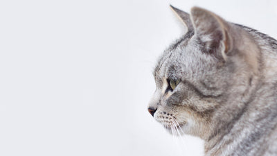 Top Small Cat Food Brands Reviewed