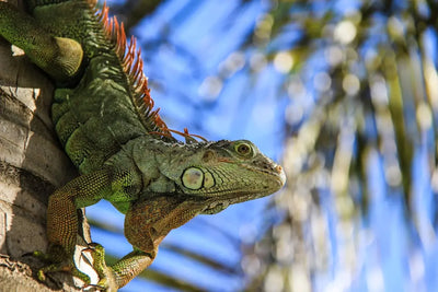 Explore-Key-Reptile-Enclosure-Types-A-Professional-Guide Talis Us