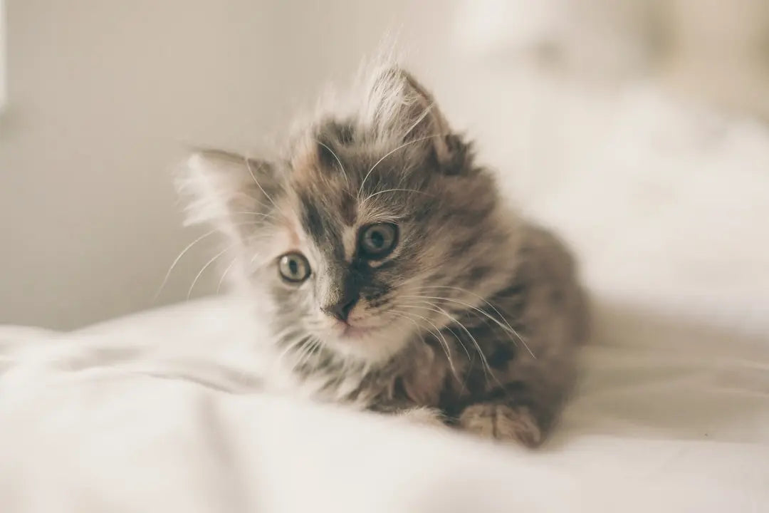Top-10-Canned-Kitten-Foods-Reviewed Talis Us