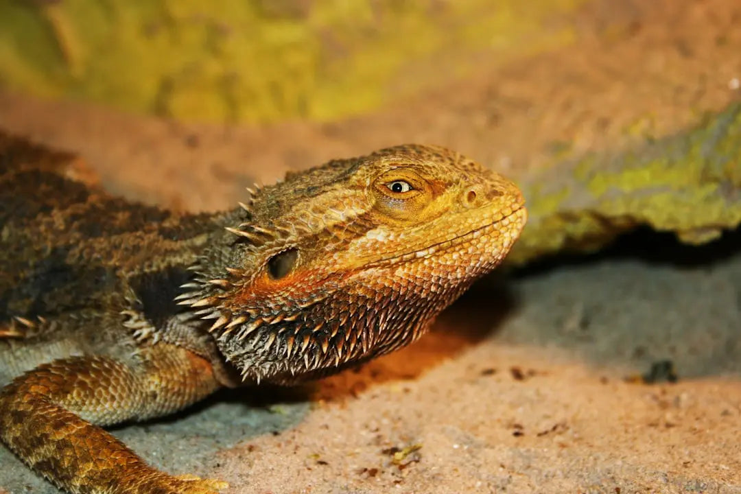 Reptile-Habitat-Kits-for-a-Healthier-Pet-Living-Space Talis Us