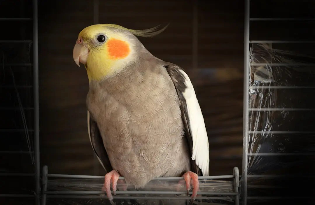 Engaging-Cockatiel-Foraging-Toys-for-Fun Talis Us