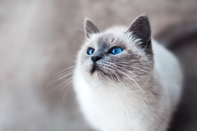 Benefits of Feeding Your Cat Venison