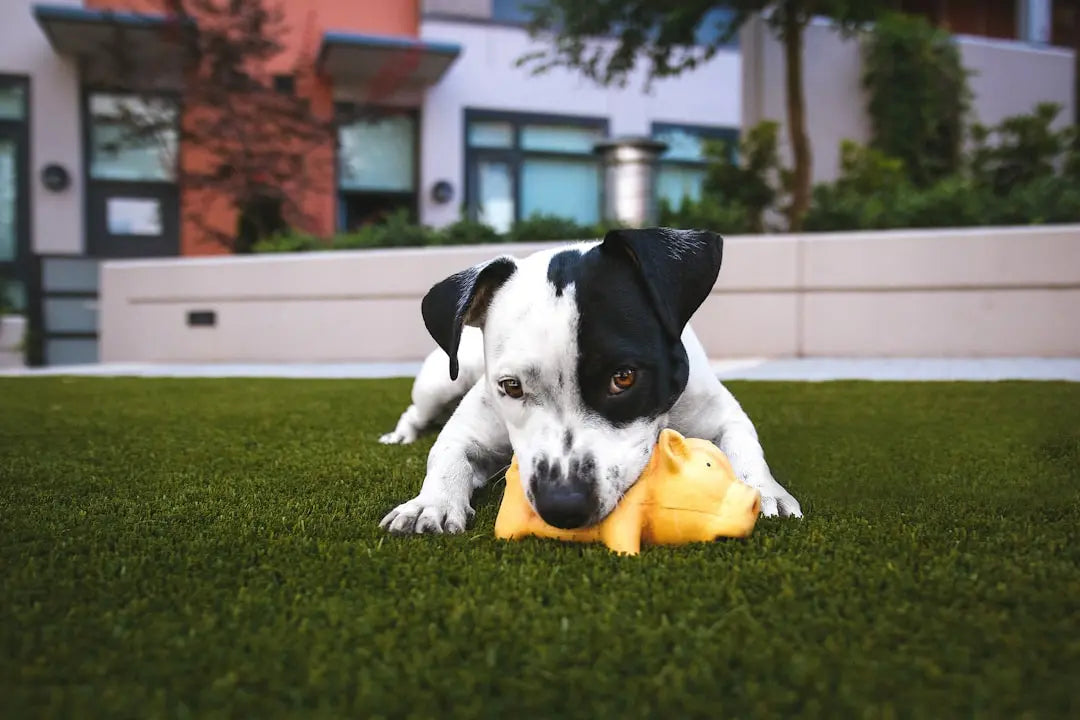 Creative-Ideas-for-Organizing-Your-Dog-s-Toy-Box Talis Us