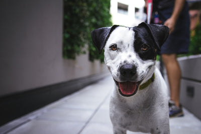 Benefits of Freeze Dried Fish for Dogs