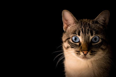 Is canned cat food cooked or raw