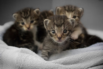What to Know About PetSmart's Kitten Policy