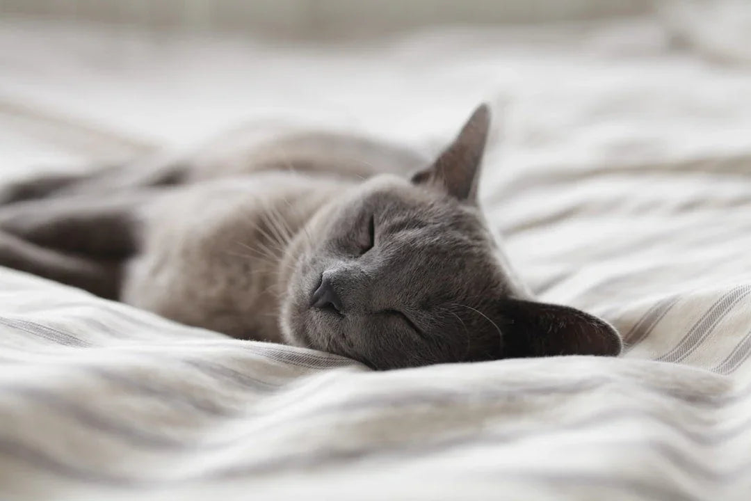 Top Ingredients That Help Cats With Sensitive Stomachs