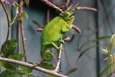 Best-Reptile-Tanks-for-New-Owners-What-to-Look-For Talis Us