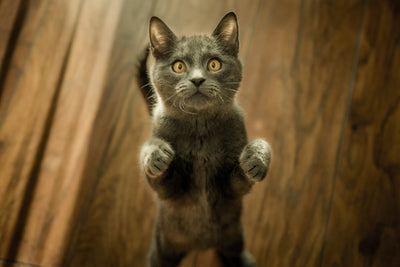 High Protein Canned Cat Food: Key Benefits and Recommendations